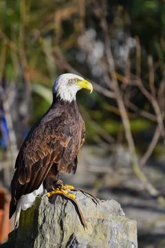 Bald eagle in foreground looks to the right Foto stock