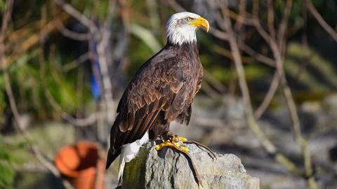 Bald eagle in foreground looks to the right Stock Photos