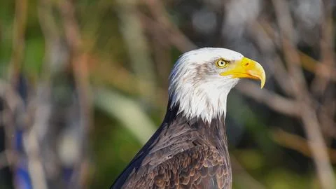 Bald eagle in foreground looks to the right Stock Photos