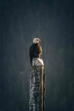 Bald Eagle with forest behind in Canada Stock Photos