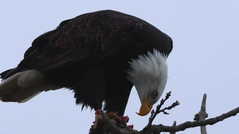 Bald Eagle fresh catch on tree. Stock Footage 301371435