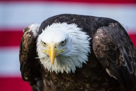 Bald Eagle in front of American Flag looking to camera Stock Photos