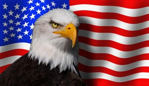Bald eagle fronts the flag of the USA 库存照片