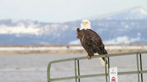 Bald Eagle on Gate, taking off Video stock 34240101