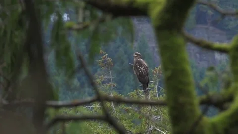 Bald eagle getting called at from other eagles while sitting on treetop Stockbeeldmateriaal 83967786