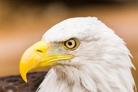 Bald Eagle glances to one side Stock Photos