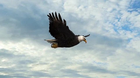 Bald Eagle in the glide  Close-Up Stock-Footage 39740760