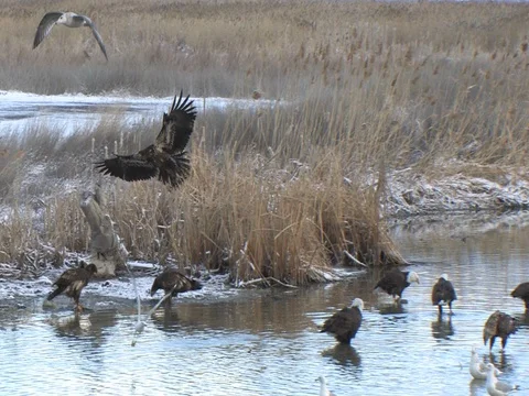 Bald Eagle glides in and gets in dispute with other eagle on a stump Stock Footage 124508938