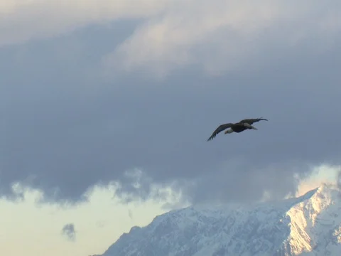 A Bald Eagle Glides Down From Up High and Lands Near 3 Eagles on a Branch Stock Footage 124508824