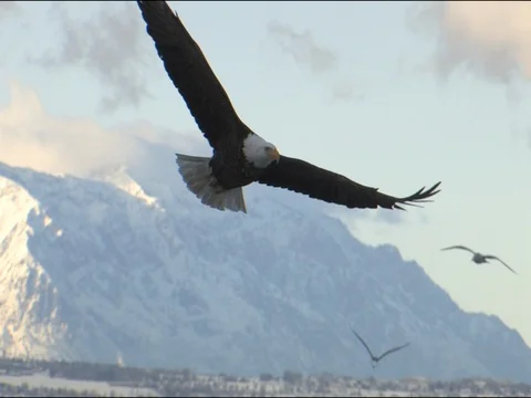 Bald Eagle Glides In, Flaps His Wings, Turns and Brakes to Land in Marsh Stock Footage 124561199