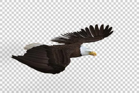 Bald Eagle gliding. 3d illustration isolated on transparent background. Stock Illustration
