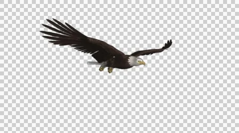 Bald Eagle - Gliding Loop - 4 - Alpha Channel Stock Footage 42418151