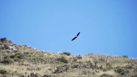 Bald Eagle gliding over the brush over 2 deer hiding Stock Footage 252789070