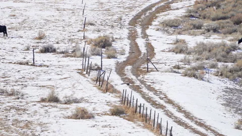 Bald Eagle gliding over field of snow and cattle Stock Footage 329792459