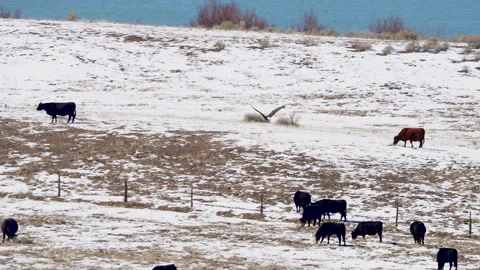Bald Eagle gliding over a field of cattle in winter Stock Footage 329800508