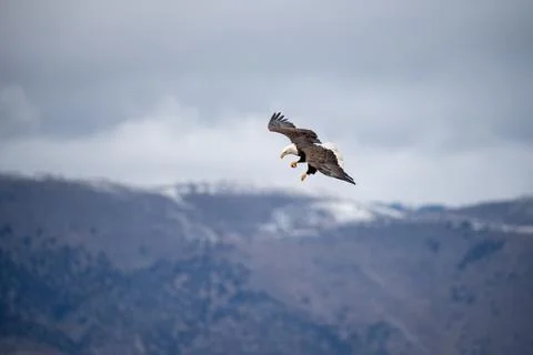 Bald Eagle gliding on overcast day Stock Photos