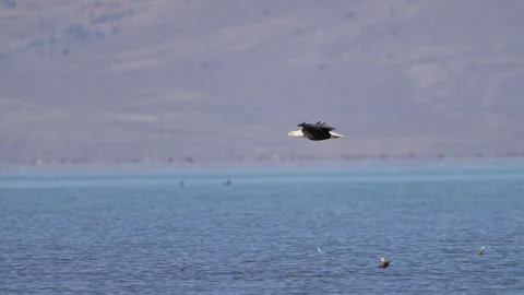 Bald Eagle gliding in slow motion over Utah Lake Stock Footage 327626001