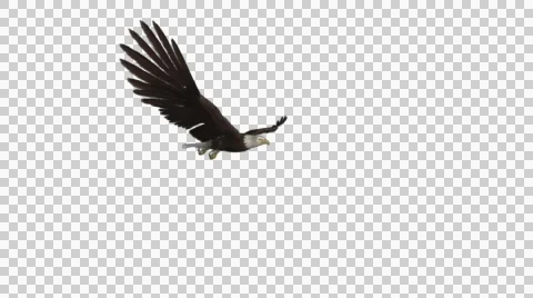 Bald Eagle - Gliding Transition - 2 - Alpha Channel Video stock 42418128