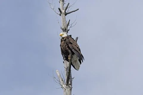 Bald Eagle on a Gnarled Pine 스톡 사진