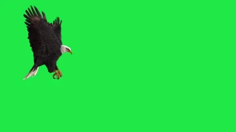 Bald Eagle Grab Catch 3D Render Animation Green Screen Background 스톡 동영상 303383923