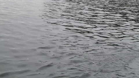 Bald Eagle grabbing fish from water Stock Footage 85533234