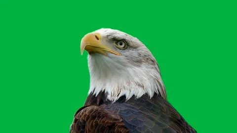 Bald Eagle Greenscreen 40 Stock-Footage 198585515