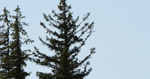 Bald eagle grooming its feathers sitting on a pine, Juneau, Alaska. Stock Footage 334971717