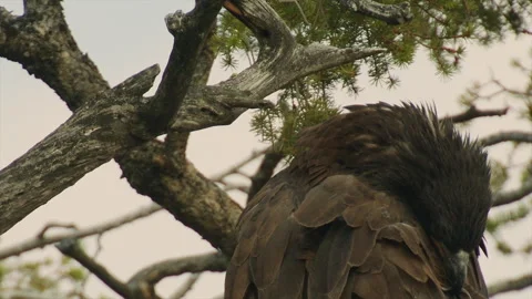 Bald eagle grooming in nest, 12-weeks, cu, 4k Vídeo Stock 280927332