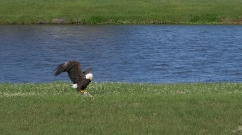 Bald Eagle on the Ground Eating Fresh Fish Gets Attacked by Black Bird, 4K Stock Footage 62067230