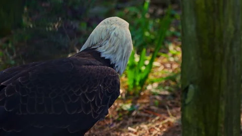 BALD EAGLE ON GROUND Stock Footage 228746469