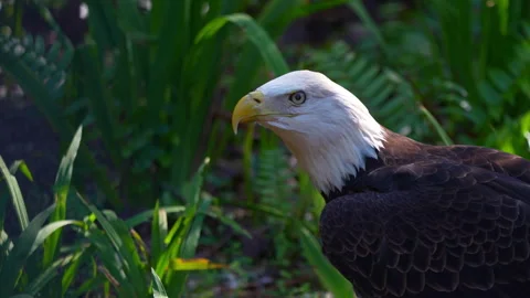 BALD EAGLE ON THE GROUND Video stock 228748168
