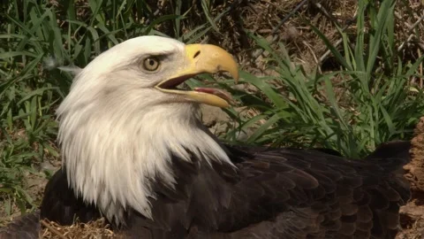 Bald eagle on ground with mouth open on hot day, close-up bird Stock Footage 335126889