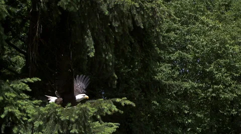 Bald Eagle, haliaeetus leucocephalus, Adult in Flight, Taking off from Branch, Stock Footage
