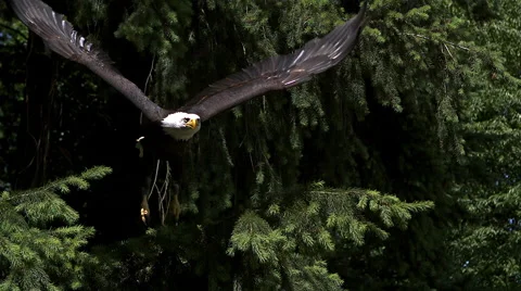 Bald Eagle, haliaeetus leucocephalus, Adult in Flight, Taking off from Branch, Stock Footage 67758885