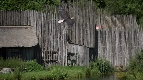 Bald Eagle Haliaeetus leucocephalus eating fish after a successful hunting for s Stock Footage 294656541