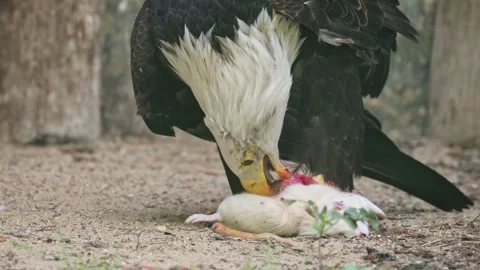 Bald eagle (Haliaeetus leucocephalus) eating mouse in zoo Stock Footage 343930893
