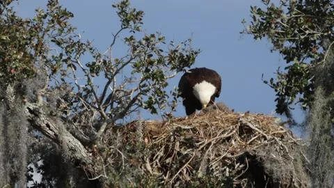 A Bald Eagle, Haliaeetus leucocephalus, feeding its chick on the nest. Stock Footage 330342719