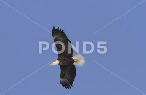 Bald Eagle Haliaeetus leucocephalus in-flight Utah Stock Photos