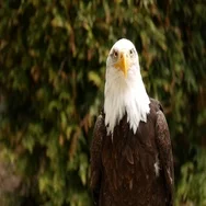 Bald Eagle (Haliaeetus Leucocephalus) Stock Footage