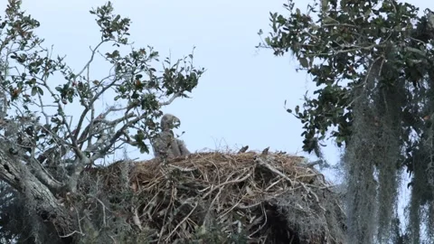 A Bald Eagle, Haliaeetus leucocephalus, leaving the nest. Stock Footage 330342709