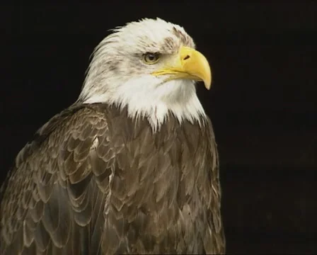 Bald Eagle (Haliaeetus leucocephalus) perched - medium shot Stock Footage 44847521