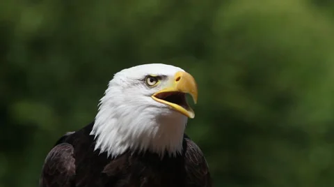 Bald Eagle, haliaeetus leucocephalus, Portrait of Adult Calling, looking around, Stock Footage