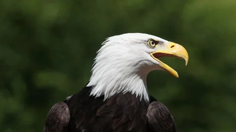 Bald Eagle, haliaeetus leucocephalus, Portrait of Adult looking around, Calling Stock Footage