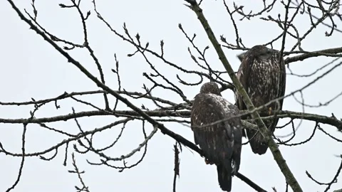 Bald Eagle (Haliaeetus leucocephalus) sitting on a tree in Fraser Valley, Canada Stock Footage 197537293