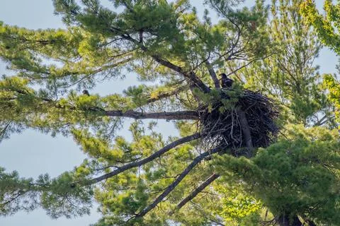 Bald eagle (Haliaeetus leuocephalus) two young eaglets returning to the nest Stock Photos
