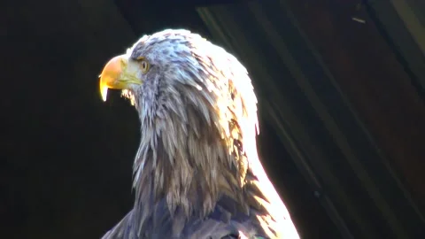 Bald Eagle Haliaetus leucocphalus Reserve Ireland Stock Footage 233725307