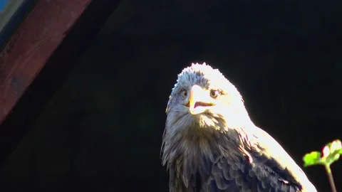 Bald Eagle Haliaetus leucocphalus Reserve Ireland Stock Footage 233726391