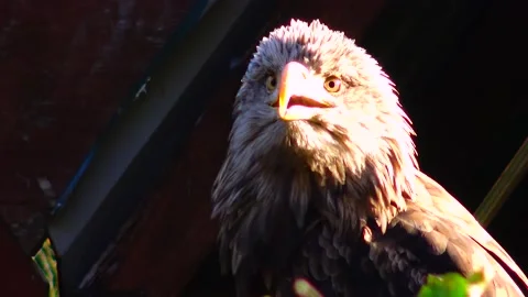 Bald Eagle Haliaetus leucocphalus Reserve Ireland Stock Footage 233726393