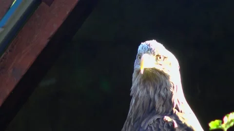 Bald Eagle Haliaetus leucocphalus Reserve Ireland Stock Footage 233726403