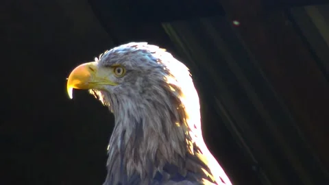 Bald Eagle Haliaetus leucocphalus Reserve Ireland Stock Footage 233726498